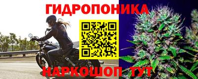спиды Кингисепп